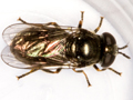 Pipizella viduata